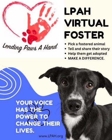 Virtual Foster